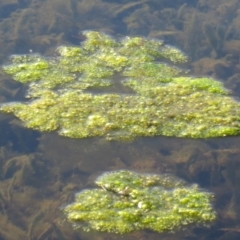 Freshwater algae at Dunlop, ACT - 25 May 2020