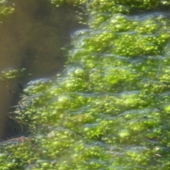 Freshwater algae at Dunlop, ACT - 25 May 2020