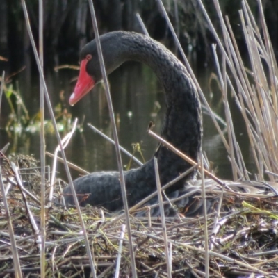 Cygnus atratus (Black Swan) at Tidbinbilla Nature Reserve - 26 May 2020 by Christine