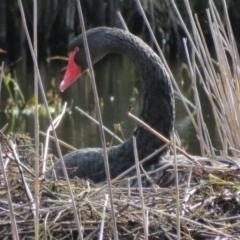 Cygnus atratus (Black Swan) at Paddys River, ACT - 26 May 2020 by Christine