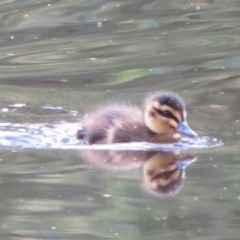 Anas superciliosa (Pacific Black Duck) at Paddys River, ACT - 26 May 2020 by Christine