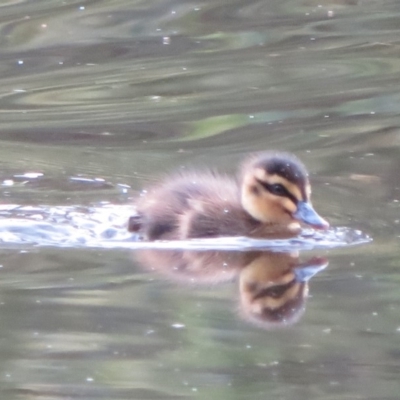 Anas superciliosa (Pacific Black Duck) at Tidbinbilla Nature Reserve - 26 May 2020 by Christine