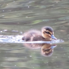 Anas superciliosa (Pacific Black Duck) at Tidbinbilla Nature Reserve - 26 May 2020 by Christine