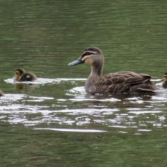 Anas superciliosa at Paddys River, ACT - 26 May 2020