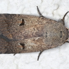 Proteuxoa tibiata (Horseshoe Noctuid) at Ainslie, ACT - 26 May 2020 by jb2602