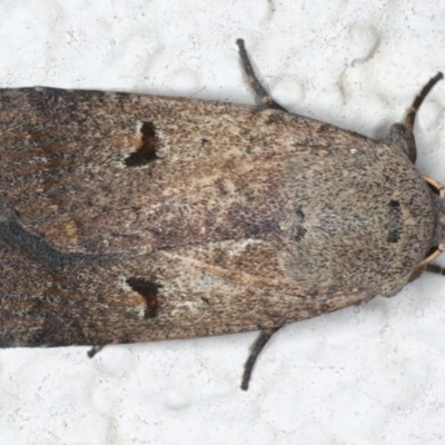 Proteuxoa tibiata (Horseshoe Noctuid) at Ainslie, ACT - 26 May 2020 by jbromilow50