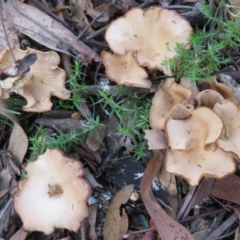 Unverified Cap on a stem; gills below cap [mushrooms or mushroom-like] at Paddys River, ACT - 26 May 2020 by Christine