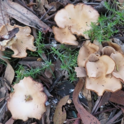 Unidentified Cap on a stem; gills below cap [mushrooms or mushroom-like] at Paddys River, ACT - 26 May 2020 by Christine
