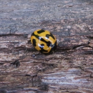 Coccinella transversalis at Paddys River, ACT - 26 May 2020 01:54 PM