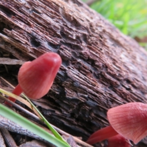 Hygrocybe sp. ‘red’ at Paddys River, ACT - 26 May 2020
