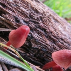 Hygrocybe sp. ‘red’ (A Waxcap) at Tidbinbilla Nature Reserve - 26 May 2020 by Christine