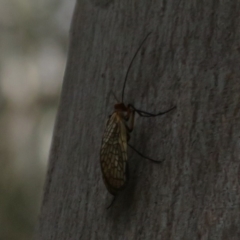 Chorista australis (Autumn scorpion fly) at Paddys River, ACT - 26 May 2020 by Christine