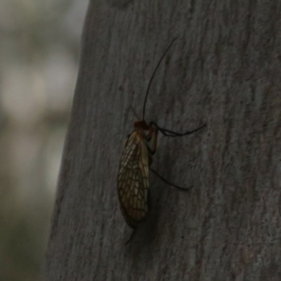 Chorista australis (Autumn scorpion fly) at Tidbinbilla Nature Reserve - 26 May 2020 by Christine