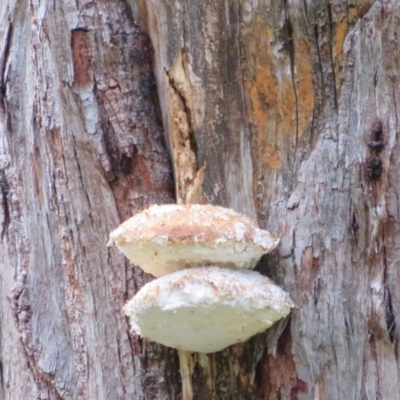 Laetiporus portentosus (White Punk) at Paddys River, ACT - 26 May 2020 by Christine