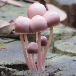 Mycena 'clarkeana group' at Paddys River, ACT - 26 May 2020