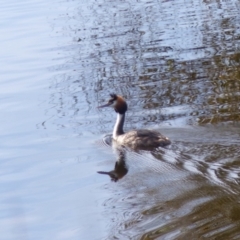 Podiceps cristatus (Great Crested Grebe) at Bega, NSW - 27 May 2020 by MatthewHiggins