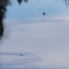 Podiceps cristatus at Bega, NSW - 27 May 2020