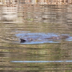 Ornithorhynchus anatinus (Platypus) at Bega, NSW - 27 May 2020 by MatthewHiggins