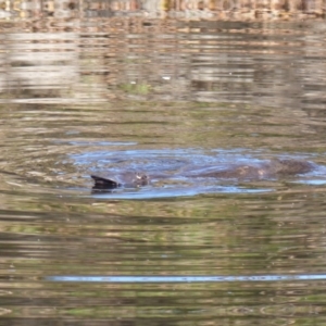 Ornithorhynchus anatinus at Bega, NSW - 27 May 2020 12:01 PM