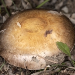 Agaricus sp. (Agaricus) at Mulligans Flat - 26 May 2020 by CedricBear