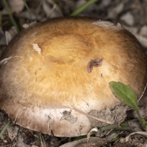 Agaricus sp. at Forde, ACT - 26 May 2020