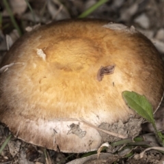 Agaricus sp. (Agaricus) at Forde, ACT - 26 May 2020 by CedricBear
