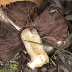 Agaricus sp. at Forde, ACT - 26 May 2020 03:02 PM