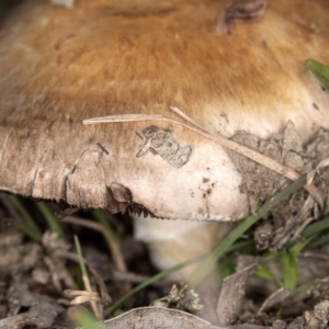 Agaricus sp. at Forde, ACT - 26 May 2020 03:02 PM