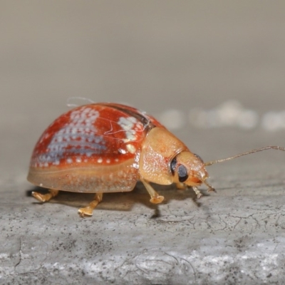 Paropsisterna laesa (Laesa leaf beetle) at Hackett, ACT - 24 May 2020 by TimL