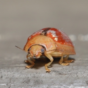 Paropsisterna laesa species complex at Hackett, ACT - 24 May 2020