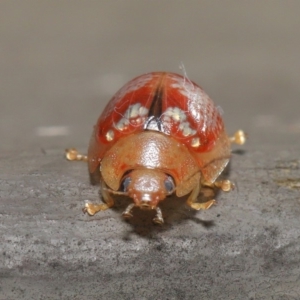 Paropsisterna laesa species complex at Hackett, ACT - 24 May 2020