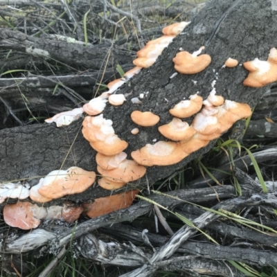 Unidentified Cup or disk - with no 'eggs' at Penrose - 17 May 2020 by Emma.D