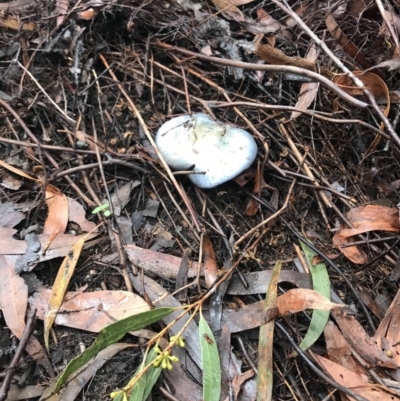 Unidentified Cup or disk - with no 'eggs' at Penrose - 27 May 2020 by Emma.D