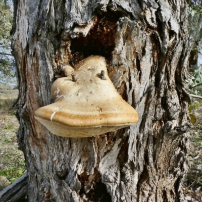 Laetiporus portentosus (White Punk) at Tuggeranong Hill - 27 May 2020 by Owen