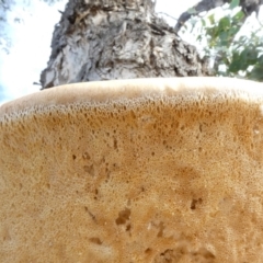 Laetiporus portentosus at Theodore, ACT - 27 May 2020 12:44 PM