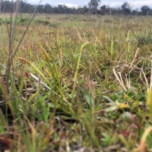 Ophioglossum lusitanicum at Throsby, ACT - 27 May 2020