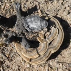 Trametes versicolor (Turkey Tail) at Theodore, ACT - 19 Apr 2020 by Owen