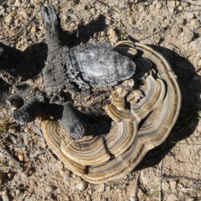 Trametes versicolor (Turkey Tail) at Tuggeranong Hill - 19 Apr 2020 by Owen