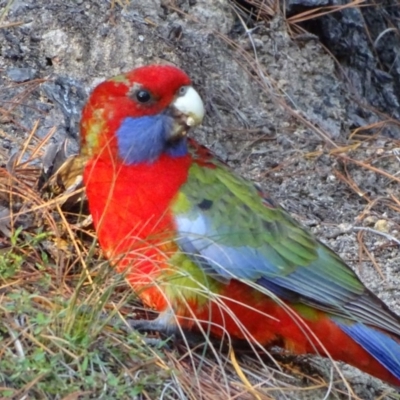 Platycercus elegans (Crimson Rosella) at Isaacs, ACT - 26 May 2020 by Mike