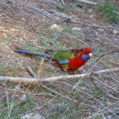 Platycercus elegans at Isaacs, ACT - 26 May 2020