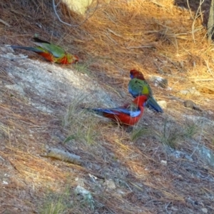 Platycercus elegans at Isaacs, ACT - 26 May 2020