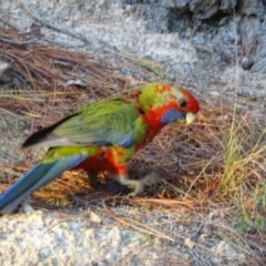 Platycercus elegans at Isaacs, ACT - 26 May 2020