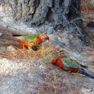 Platycercus elegans at Isaacs, ACT - 26 May 2020