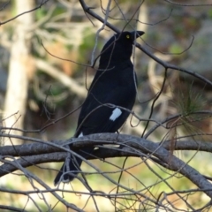 Strepera graculina (Pied Currawong) at Isaacs Ridge and Nearby - 26 May 2020 by Mike