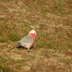 Eolophus roseicapilla (Galah) at Isaacs, ACT - 26 May 2020 by Mike