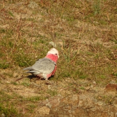 Eolophus roseicapilla (Galah) at Isaacs Ridge and Nearby - 26 May 2020 by Mike