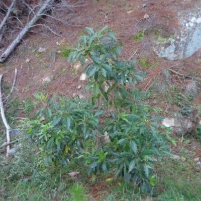 Pittosporum undulatum (Sweet Pittosporum) at Isaacs, ACT - 26 May 2020 by Mike