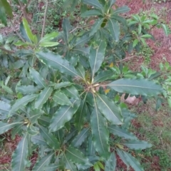 Pittosporum undulatum at Isaacs, ACT - 26 May 2020