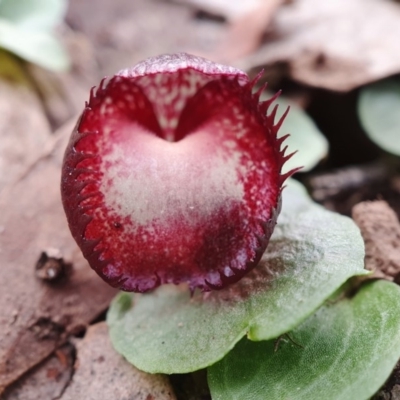 Corysanthes hispida (Bristly Helmet Orchid) at Hackett, ACT - 27 May 2020 by shoko