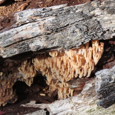 Artomyces sp. (A coral fungus) at Namadgi National Park - 26 May 2020 by SandraH